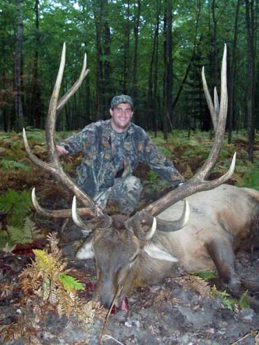 trophy elk picture