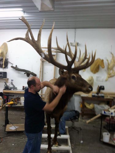 michigan trophy elk