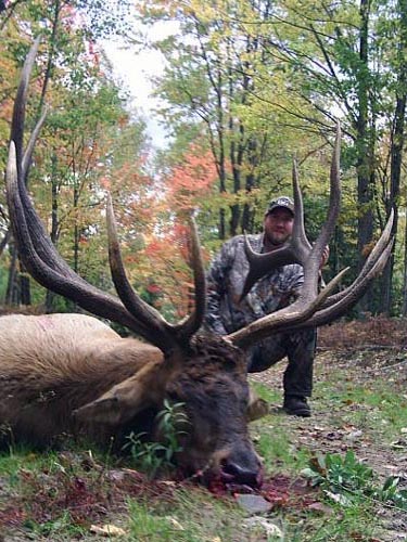 trophy elk