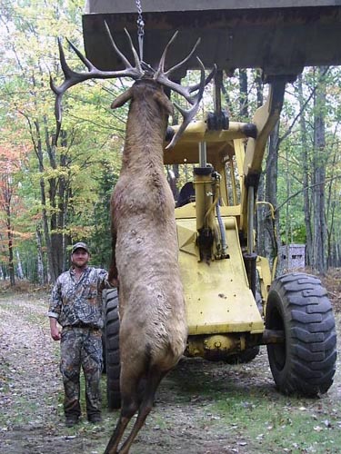 huge elk